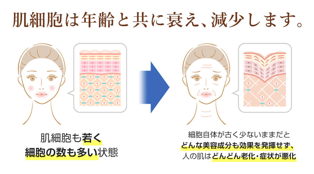 肌細胞は年齢と共に衰え、減少します。