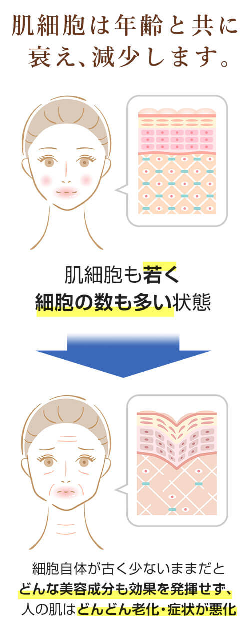肌細胞は年齢と共に衰え、減少します。