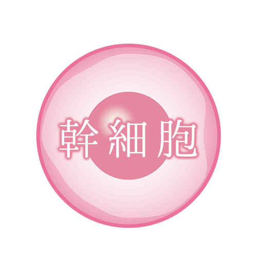 幹細胞